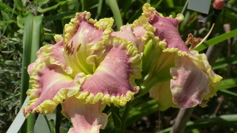 french touch daylily 3