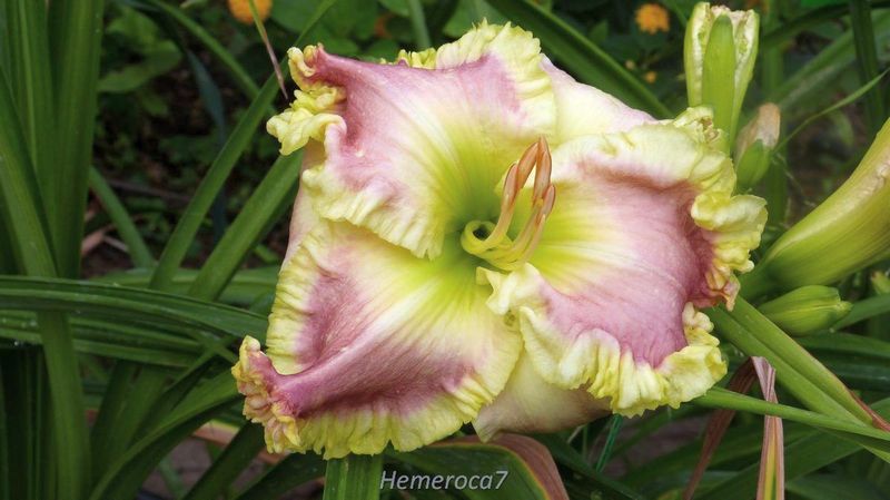 french touch daylily 3