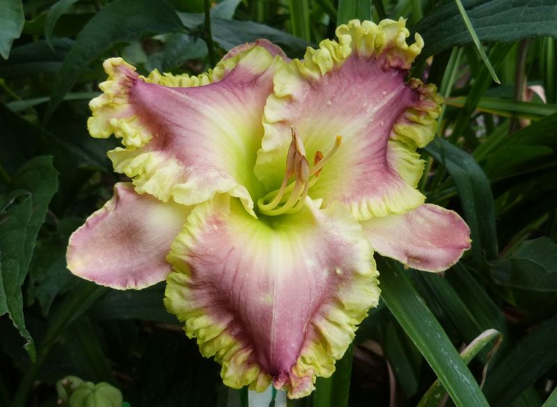 french touch daylily 4