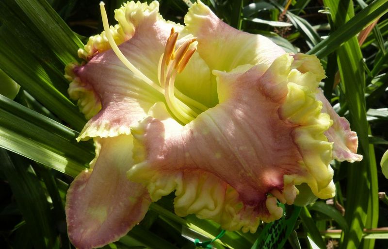 french touch daylily 6